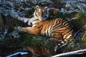 Картинка животные тигры отдых