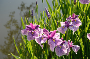 Картинка цветы ирисы сиреневый вода японский ирис