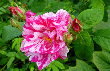 Картинка цветы розы роза