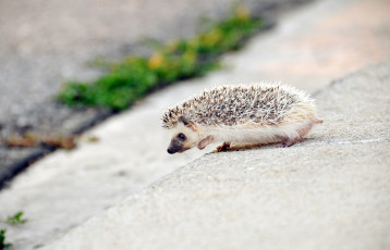 Картинка животные ежи малыш колючки