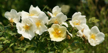 Картинка цветы шиповник дикая роза