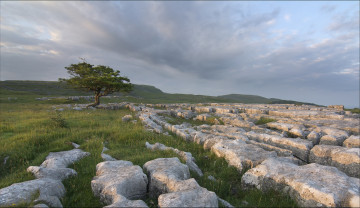 Картинка природа деревья холмы камни