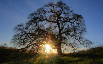 Картинка природа восходы закаты закат дерево
