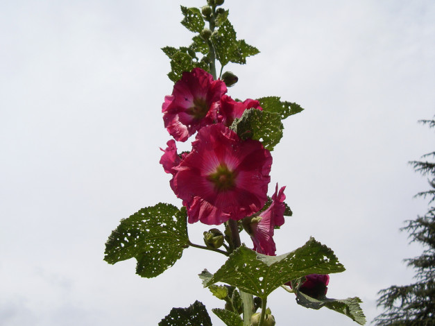 Обои картинки фото цветы, мальвы, мальва