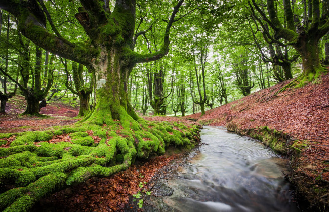 Обои картинки фото bizkaia, spain, природа, реки, озера, мох, деревья, лес, река, испания, бискайя
