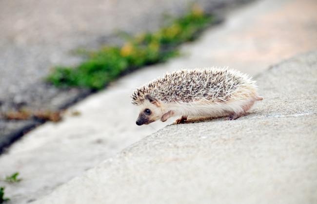 Обои картинки фото животные, ежи, малыш, колючки