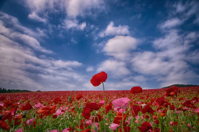 Обои картинки фото цветы, маки, небо, облака, поле