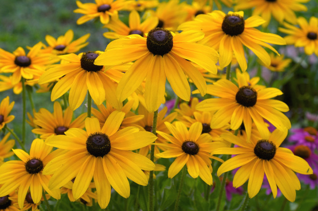 Обои картинки фото цветы, рудбекия, желтый