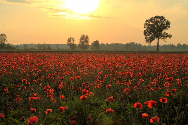 Обои картинки фото природа, луга, маки, вечер, дерево