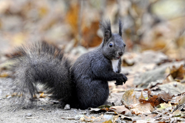 Обои картинки фото животные, белки, черный, зверек