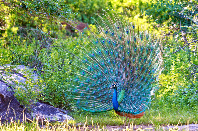 Обои картинки фото животные, павлины, хвост, красавец