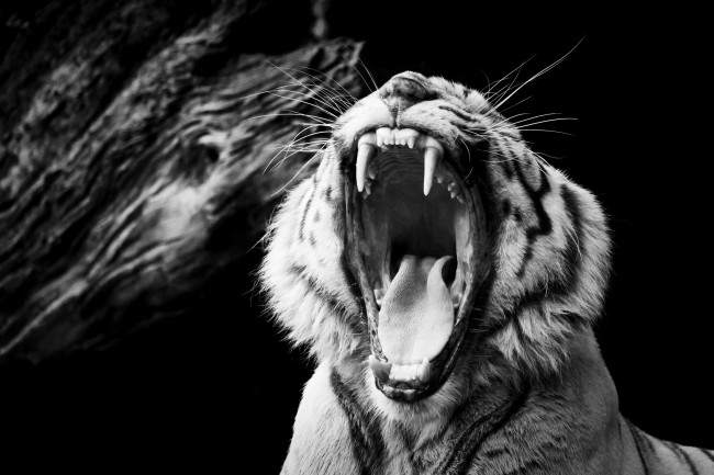 Обои картинки фото животные, тигры, пасть, рык