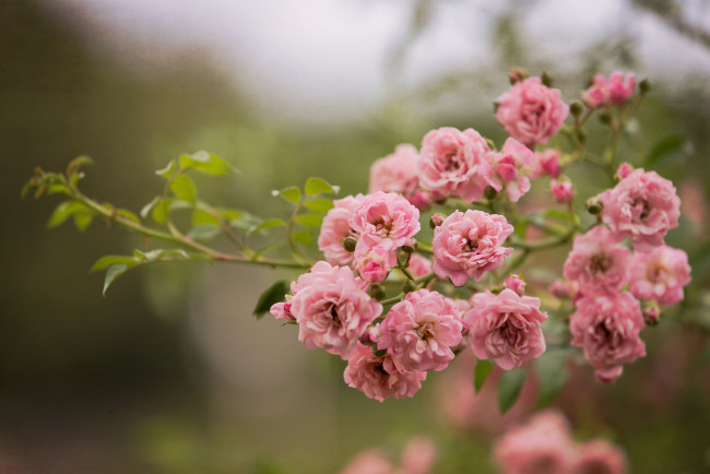 Обои картинки фото цветы, розы, ветка