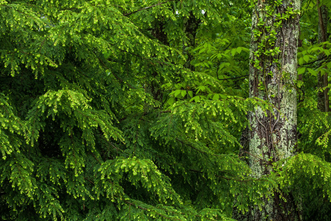 Обои картинки фото ель, природа, лес, деревья, мох