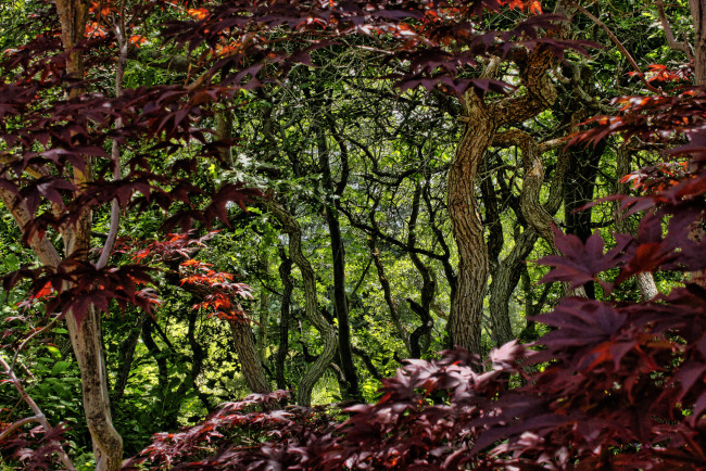 Обои картинки фото природа, лес, деревья, листья