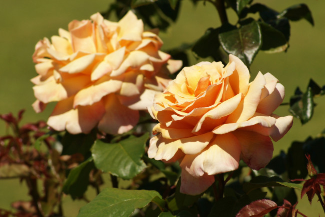 Обои картинки фото цветы, розы, макро