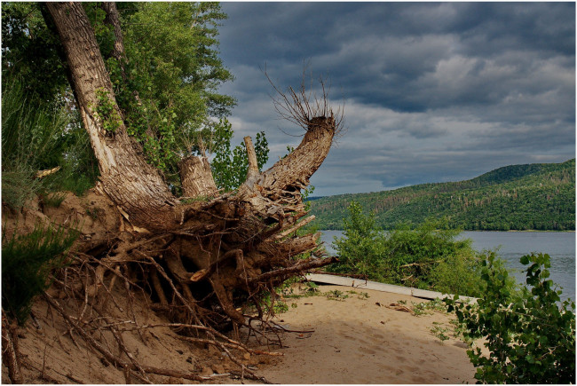 Обои картинки фото природа, деревья, река, лес, тропинка, дерево, корни