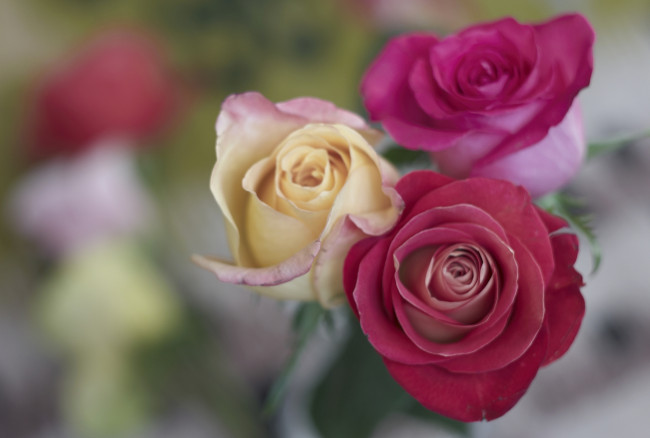 Обои картинки фото цветы, розы, бутоны