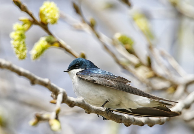 Обои картинки фото животные, ласточки, ласточка