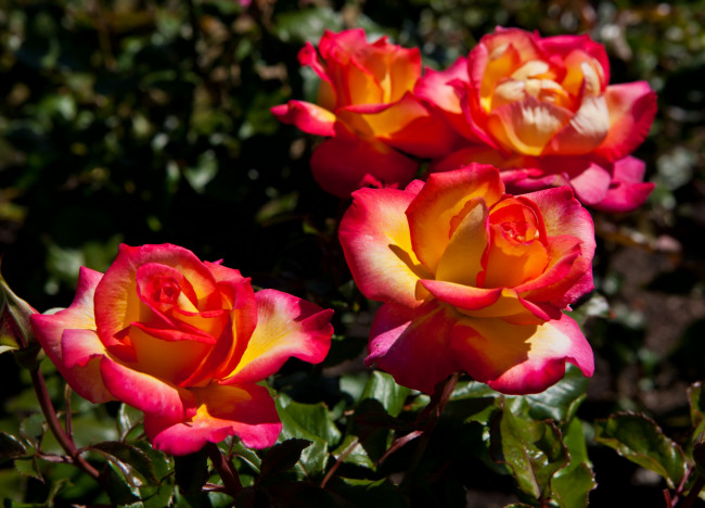 Обои картинки фото цветы, розы