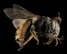 Картинка животные пчелы +осы +шмели макросъемка насекомое