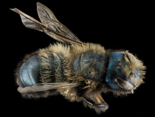 обоя животные, насекомые, макросъемка, насекомое