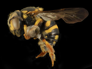 Картинка животные пчелы +осы +шмели макросъемка насекомое