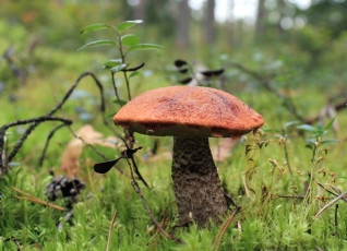 Картинка природа грибы подосиновик