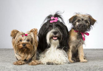 Картинка животные собаки три йоркширский террьер