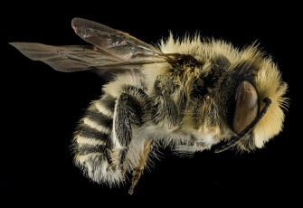обоя животные, пчелы,  осы,  шмели, насекомое, макросъемка