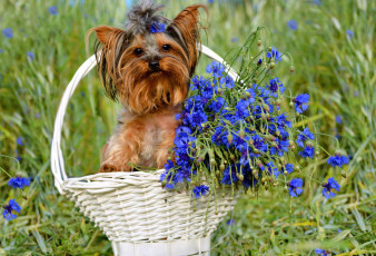 Картинка животные собаки васильки