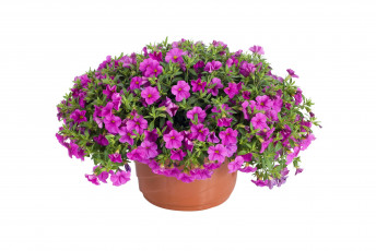 Картинка цветы петунии +калибрахоа петунья калибрахоа