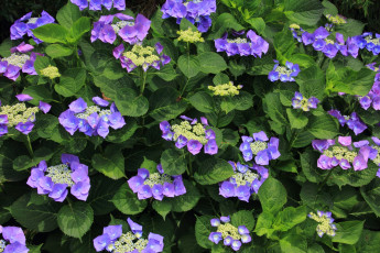 Картинка цветы гортензия бутоны лето