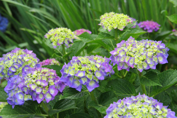 Картинка цветы гортензия бутоны лето