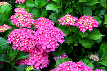 Картинка цветы гортензия лето бутоны