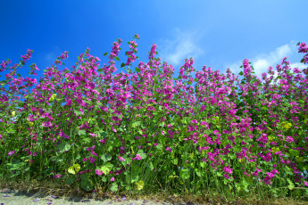 Картинка цветы мальвы бутоны лето