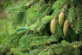 Картинка природа шишки +жёлуди +каштаны хвоя