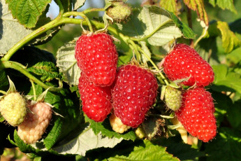 Картинка природа Ягоды малина