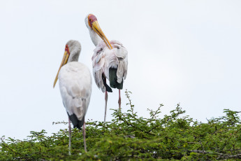 Картинка животные аисты гнездо