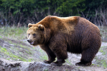 Картинка животные медведи бурый