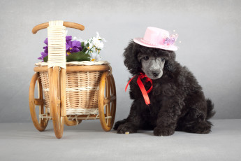 Картинка животные собаки пудель