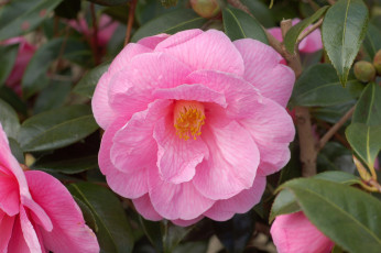 Картинка цветы камелии розовый