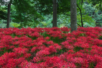 Картинка цветы лилии +лилейники паучья лилия