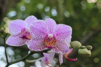 Картинка цветы орхидеи розовый