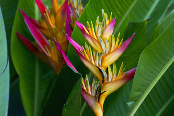 Картинка цветы стрелиция+ райская+птица тропики