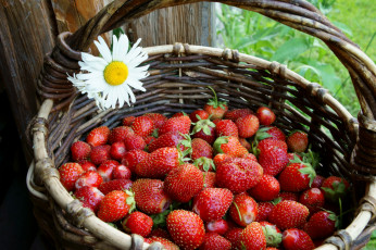 Картинка еда клубника +земляника корзина ромашка