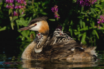 Картинка животные Чомги+ поганки птенцы
