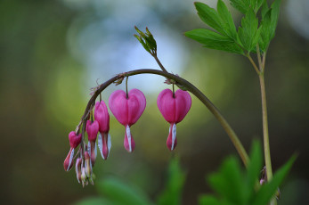 Картинка цветы дицентра+ разбитое+сердце ветка