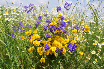 Картинка цветы луговые+ полевые +цветы луг