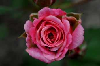 Картинка цветы розы макро